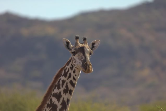Mikumi national park