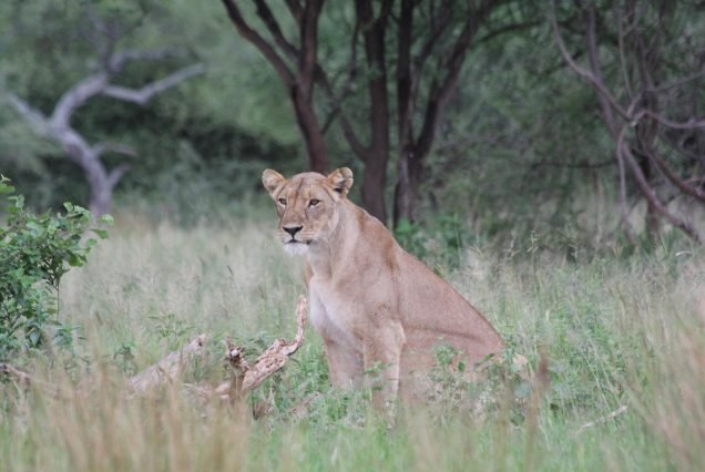 Mikumi national park