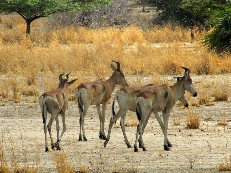 2-Day, 1-Night Selous Safari from Zanzibar