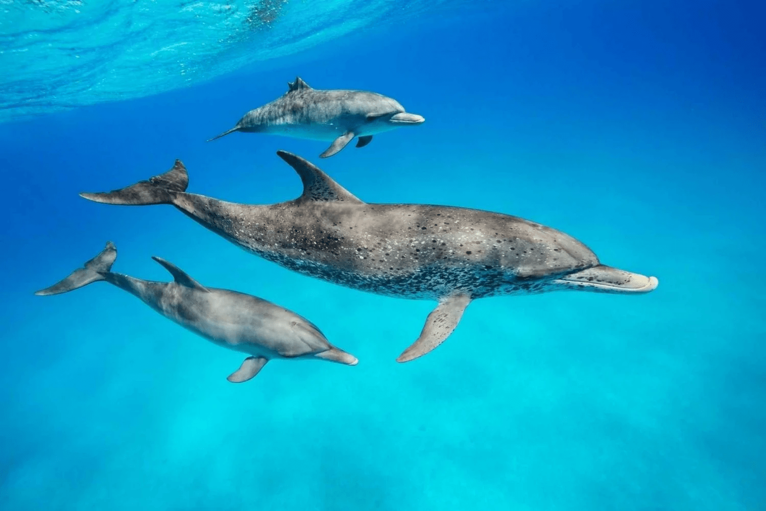 Dolphin Mnemba & Snorkling Tour