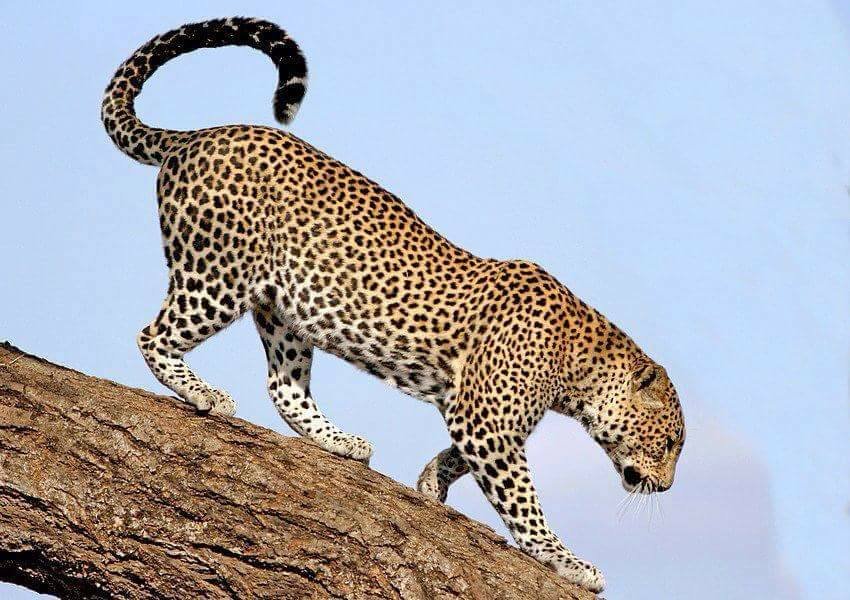 4-Day, 3-Night Serengeti and Ngorongoro Safari