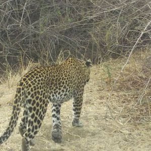 5-Day, 4-Night Serengeti, Ngorongoro & Tarangire Safari